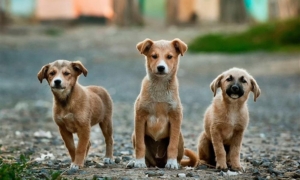 SAHİPSİZ HAYVAN SALDIRISINDA İDARENİN SORUMLULUĞU